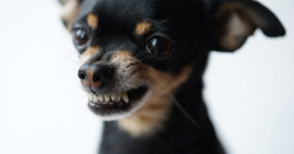 chiot trahi